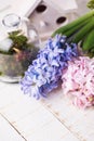 Fresh hyacints Royalty Free Stock Photo