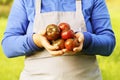 Fresh hybride delizia tomato . Colorful organic tomatoes in farmers hands Royalty Free Stock Photo