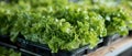 Fresh Hydroponic Lettuce Harvest - Vibrant Greenery. Concept Hydroponic Gardening, Lettuce Harvest, Royalty Free Stock Photo