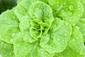 Fresh hydroponics vegetable with water dew Royalty Free Stock Photo