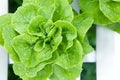 Fresh hydroponics vegetable with water dew Royalty Free Stock Photo