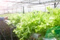 Fresh hydroponics vegetables for salad menu. Healthy concept