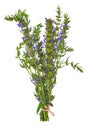 Fresh hyssop herb with flowers, isolated on white background Royalty Free Stock Photo