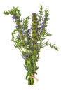 Fresh hyssop herb with flowers, isolated on white background