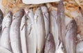 Fresh ice cooled hakes on a fish market stall Royalty Free Stock Photo