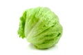 Fresh iceberg lettuce