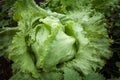 Fresh iceburg lettuce salad vegetable Royalty Free Stock Photo