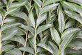 Fresh Indian curry leaves