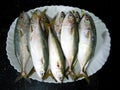 Close up view of Fresh Indian Mackerel Fish Decorated on a white plate. White Background Royalty Free Stock Photo