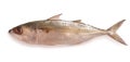 Fresh indian mackerel fish isolated on white background.