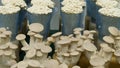 indian oyster & enoki mushroom in farm Royalty Free Stock Photo