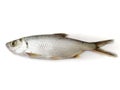 Fresh Indo-Pacific tarpon fish isolated on White background.Selective focus Royalty Free Stock Photo