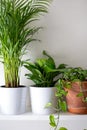 Fresh Indoor Houseplants Arranged On Modern Shelf Against Light Wall Royalty Free Stock Photo