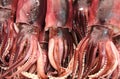 Fresh Inkfish / squid for sale Royalty Free Stock Photo