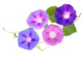 Fresh Ipomoea, Morning Glory Flowers Isolated on White Background Royalty Free Stock Photo