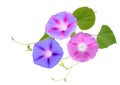 Fresh Ipomoea, Morning Glory Flowers Isolated on White Background Royalty Free Stock Photo