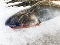 Fresh Iridescent shark on ice Royalty Free Stock Photo