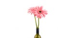 Fresh isolated Chrysanthemum in wine bottle over white background Royalty Free Stock Photo