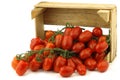 Fresh italian cherry tomatoes on the vine Royalty Free Stock Photo