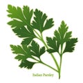 Fresh Italian Parsley Herb