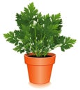 Fresh Italian Parsley Herb in Flower Pot