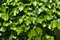 Fresh ivy wall plant with green leaves, ivy foliage texture Royalty Free Stock Photo