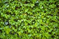 Fresh ivy wall plant with green leaves, ivy foliage texture Royalty Free Stock Photo