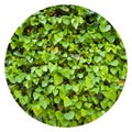 Fresh ivy wall plant with green leaves, ivy foliage texture Royalty Free Stock Photo