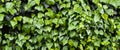 Fresh ivy wall plant with green leaves, ivy foliage texture Royalty Free Stock Photo