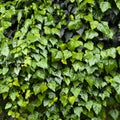 Fresh ivy wall plant with green leaves, ivy foliage texture Royalty Free Stock Photo