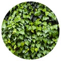 Fresh ivy wall plant with green leaves, ivy foliage texture Royalty Free Stock Photo