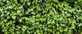 Fresh ivy wall plant with green leaves, ivy foliage texture Royalty Free Stock Photo