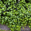 Fresh ivy wall plant with green leaves, ivy foliage texture Royalty Free Stock Photo