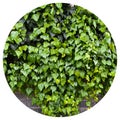 Fresh ivy wall plant with green leaves, ivy foliage texture Royalty Free Stock Photo