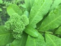 fresh Ixora green leaf and green Ixora flower bloom with rain drops Royalty Free Stock Photo