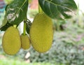 Fresh Jackfruit growing on the tree