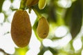 Fresh jackfruit hanging