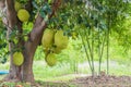 fresh jackfruit on tree