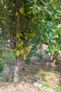 Fresh jackfruit tree. Jackfruit traditional fruit on the tree. Lots of Jackfruits on a tree.