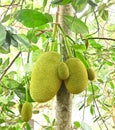 Fresh jackfruits and baby jackfruits on the jackfruit tree