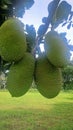 Fresh Jackfruits Hanging on a Tree in a Tropical Farm Royalty Free Stock Photo