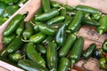 Fresh Jalapeno Peppers