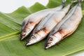 Fresh Japanese Sanma fish on leaf