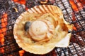 Grilled japanese scallop hotate