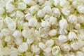 Fresh Jasmine Flower Background Royalty Free Stock Photo