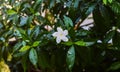 Fresh Jasmine Flower, Jasmine is a genus of shrubs and vines in the olive family