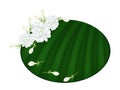 Fresh Jasmine Flowers on Green Banana Leaf