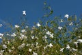 Fresh jasmine flowers and grows on a bush against a blue sky. The delicate white flowers gleam in the sun Royalty Free Stock Photo