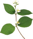 Fresh Jasmine spring branch Royalty Free Stock Photo