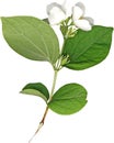 Fresh Jasmine spring branch Royalty Free Stock Photo